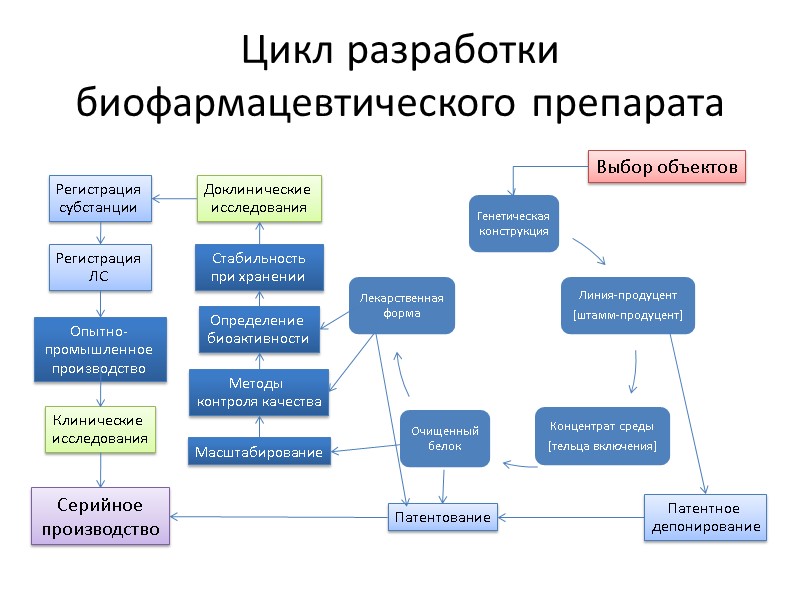 Цикл разработки биофармацевтического препарата Выбор объектов Патентное  депонирование Патентование Масштабирование Определение  биоактивности